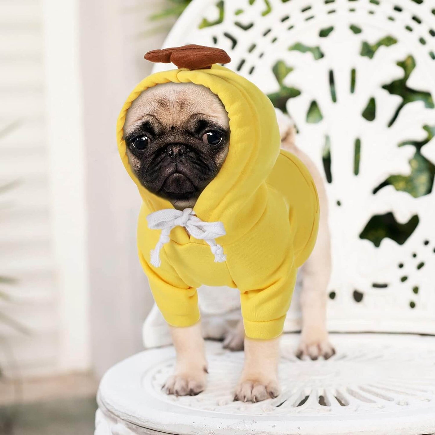 frog and banana dog hoodie set