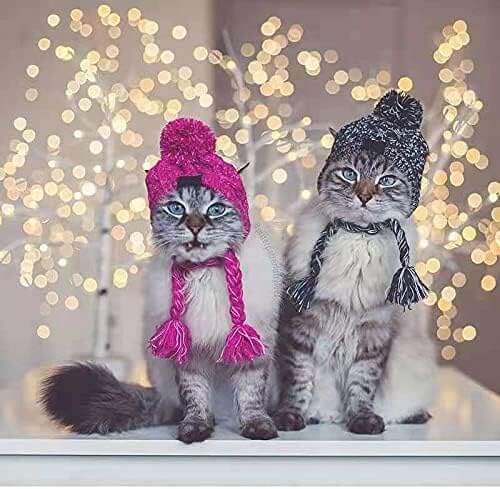 knit pet hat