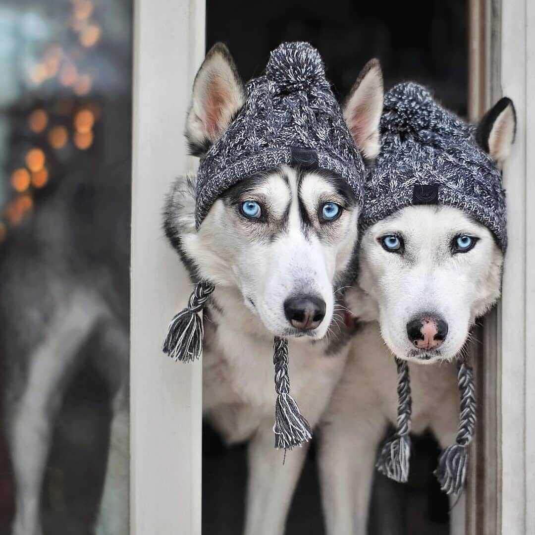 knit pet hat