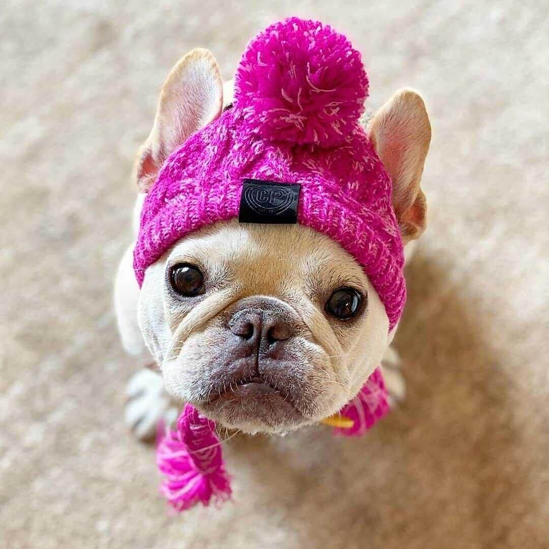 knit pet hat