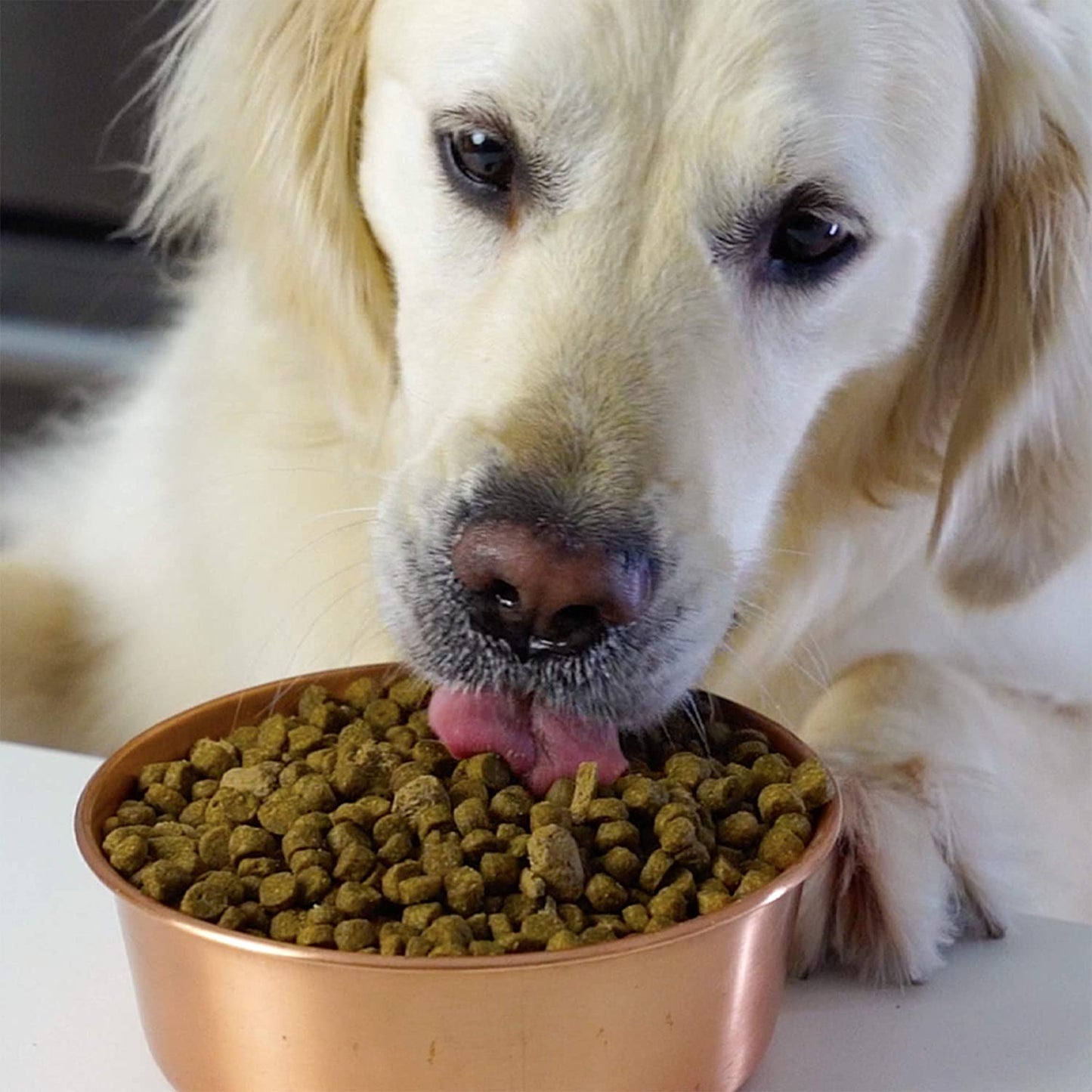 Catch-Of-The-Day Grain-Free Whitefish and Green Lentil Recipe Dry Dog Food 4.5 Pounds