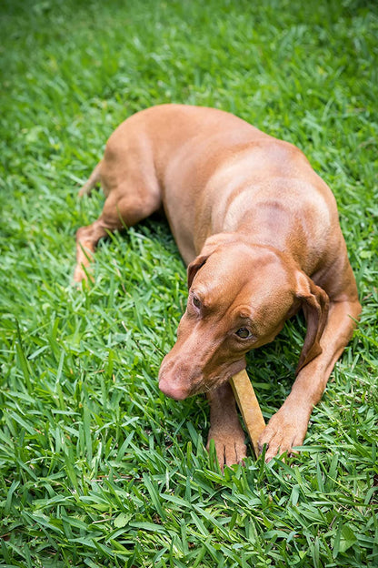 Authentic Himalayan Natural Dog Cheese Chew (Pack of 4 Large & Xlarge Chews), Premium Organic Yak Chew, Keeps Your Dog Busy, Ideal for Indoors and Outdoors Use