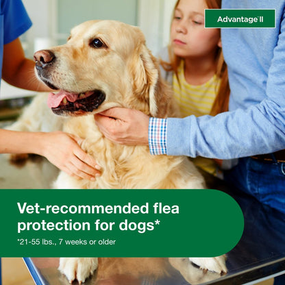 Vet-Recommended Flea Prevention for Large Dogs 21-55 Lbs, 4-Monthly Treatments