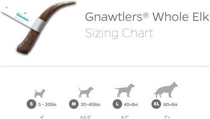 Gnawtlers- Premium Elk Antlers for Dogs, Naturally Shed Elk Antlers for Dogs, All Natural Elk Antler Dog Chew, Dog Bones, Specially Selected from the Heartland Regions (Medium (Pack of 1))