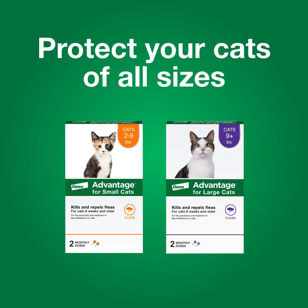 Topical Flea Prevention for Large Cats 9 Lbs+, 2-Monthly Treatments