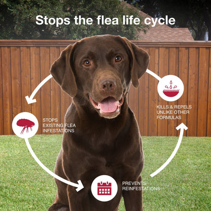 Monthly Flea & Tick Prevention for Large Dogs 21-55 Lbs, 2-Monthly Treatment