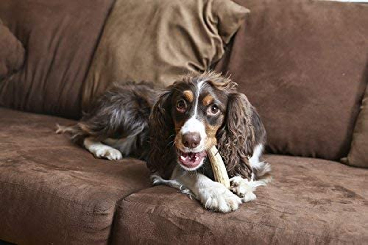 Gnawtlers- Premium Elk Antlers for Dogs, Naturally Shed Elk Antlers for Dogs, All Natural Elk Antler Dog Chew, Dog Bones, Specially Selected from the Heartland Regions (Medium (Pack of 1))