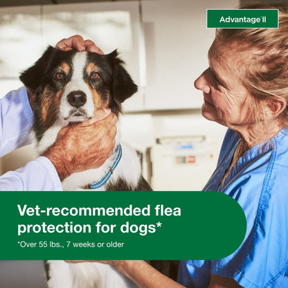 Vet-Recommended Flea Prevention for XL Dogs 55 Lbs+, 4-Monthly Treatments