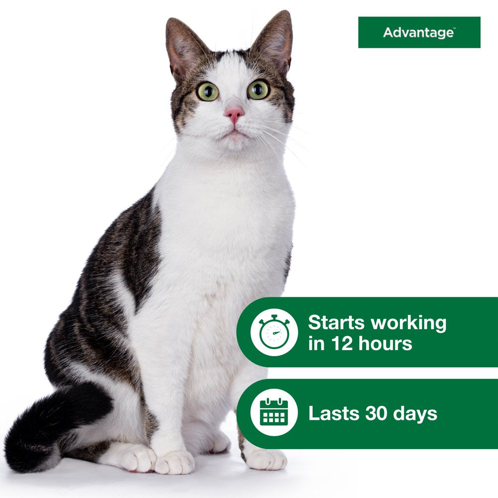 Topical Flea Prevention for Large Cats 9 Lbs+, 2-Monthly Treatments